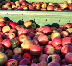 Bild von der Apfelernte