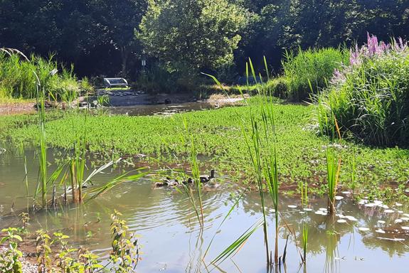 Sehr grüner Bürgerpark mit einem Teich und schwimmenden Enten