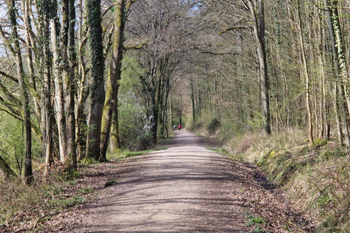 Wald mit einem befestigtem Waldweg und rechts und links lange, dünne Baumstämme