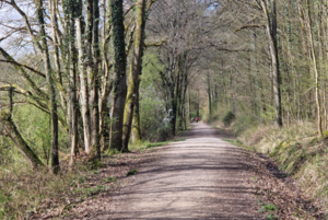 Wald mit einem befestigtem Waldweg und rechts und links lange, dünne Baumstämme
