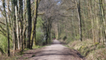 Wald Wald mit einem befestigtem Waldweg und rechts und links lange, dünne Baumstämme