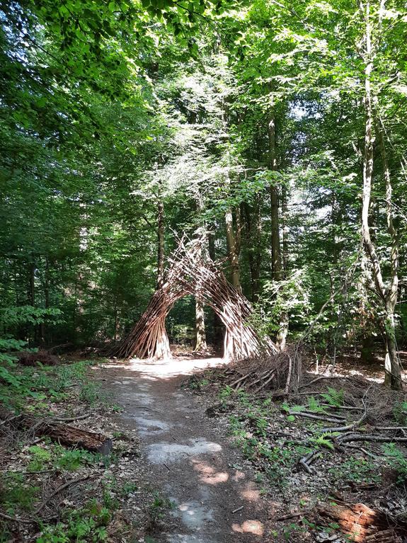 Der Wald in Kleinblittersdorf. Die Sonne strahlt zwischen den Bäumen hindurch.