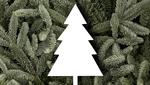 Tannenbaum Tannenbaumzweige im Hintergrund mit einem weißen Symbolbild für Tannenbaum