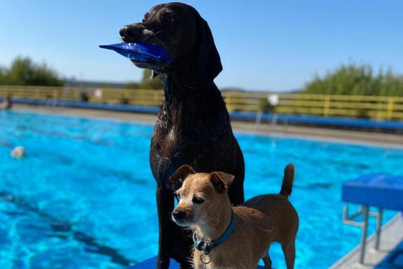 Zwei Hunde auf einem Startblock und der Schwimmerbecken im Hintergrund