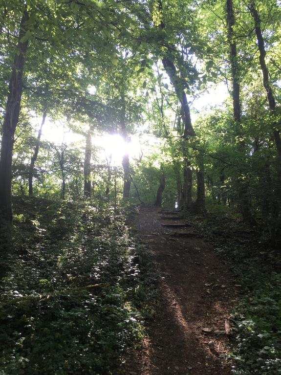 Wald und Sonnenstrahlen, die zwischen den Bäumen hervordringt