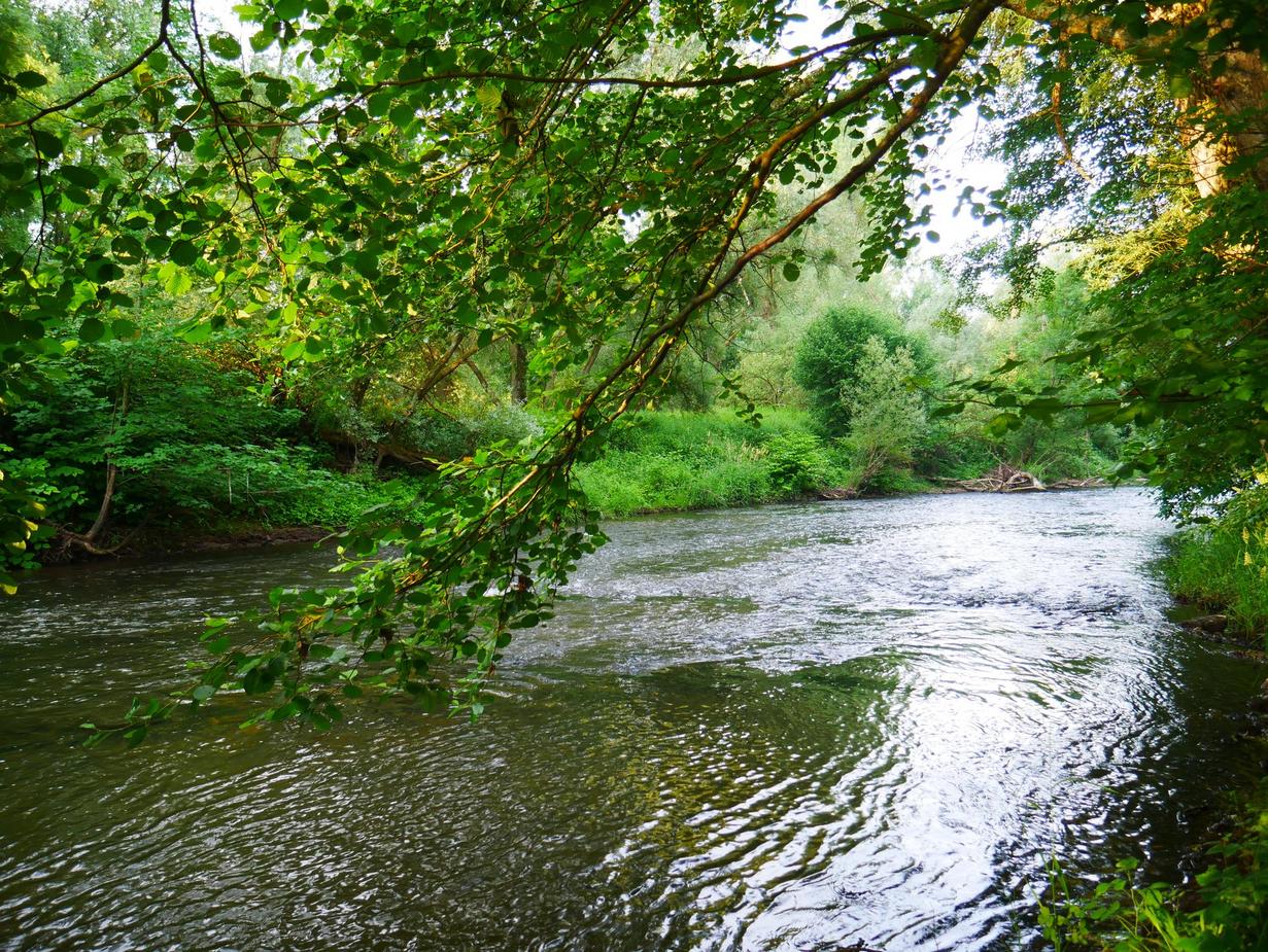 Ein fließender Fluss in Mitten von grünen Bäumen und Pflanzen