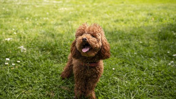 Hund auf einer grünen Wiese