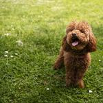 Hund auf einer grünen Wiese