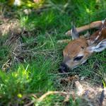 Bild von einem Reh im Wald