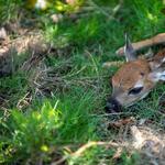 Bild von einem Reh im Wald