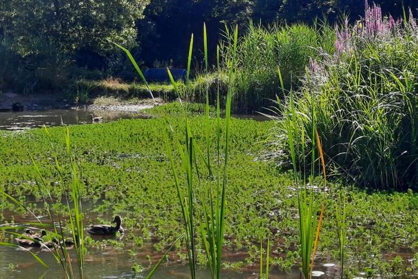 Ein grüner Bürgerpark mit einem Teich, vielen Seerosen und Enten
