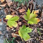 Blätter von einem Ahornbaum auf dem Boden