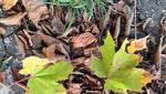 Herbstlaub Blätter von einem Ahornbaum auf dem Boden