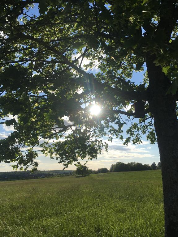 Grüner Feld mit grünem Baum und der Sonne die zwischen den Ästen hervorscheint